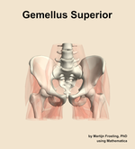 The gemellus superior muscle of the hip - orientation 13