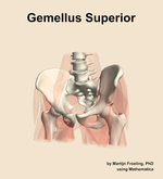 The gemellus superior muscle of the hip - orientation 14