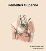 The gemellus superior muscle of the hip - orientation 15