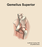 The gemellus superior muscle of the hip - orientation 16
