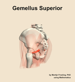 The gemellus superior muscle of the hip - orientation 2