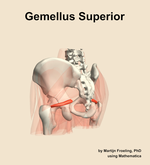 The gemellus superior muscle of the hip - orientation 3