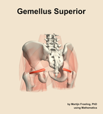 The gemellus superior muscle of the hip - orientation 4