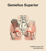 The gemellus superior muscle of the hip - orientation 5