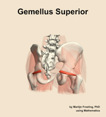 The gemellus superior muscle of the hip - orientation 6
