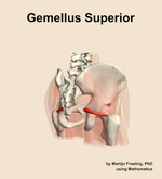 The gemellus superior muscle of the hip - orientation 7