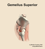 The gemellus superior muscle of the hip - orientation 9