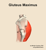 The gluteus maximus muscle of the hip - orientation 1