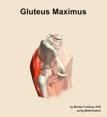 The gluteus maximus muscle of the hip - orientation 10