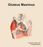 The gluteus maximus muscle of the hip - orientation 11
