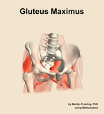 The gluteus maximus muscle of the hip - orientation 12