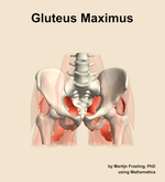 The gluteus maximus muscle of the hip - orientation 13