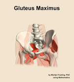 The gluteus maximus muscle of the hip - orientation 14