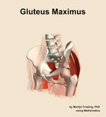 The gluteus maximus muscle of the hip - orientation 15