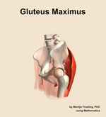 The gluteus maximus muscle of the hip - orientation 16