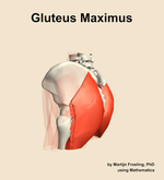 The gluteus maximus muscle of the hip - orientation 2
