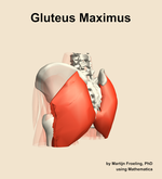 The gluteus maximus muscle of the hip - orientation 3