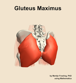 The gluteus maximus muscle of the hip - orientation 4