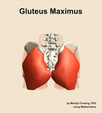The gluteus maximus muscle of the hip - orientation 5