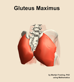 The gluteus maximus muscle of the hip - orientation 6