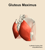 The gluteus maximus muscle of the hip - orientation 7