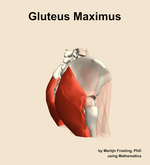 The gluteus maximus muscle of the hip - orientation 8