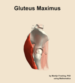 The gluteus maximus muscle of the hip - orientation 9