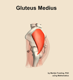 The gluteus medius muscle of the hip - orientation 1