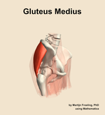 The gluteus medius muscle of the hip - orientation 10