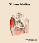The gluteus medius muscle of the hip - orientation 11