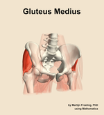 The gluteus medius muscle of the hip - orientation 12