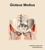 The gluteus medius muscle of the hip - orientation 13