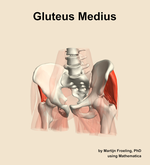 The gluteus medius muscle of the hip - orientation 14