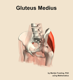 The gluteus medius muscle of the hip - orientation 15