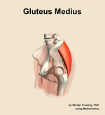 The gluteus medius muscle of the hip - orientation 16
