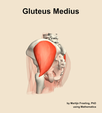 The gluteus medius muscle of the hip - orientation 2