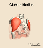 The gluteus medius muscle of the hip - orientation 3