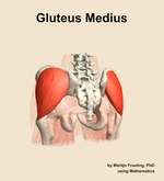 The gluteus medius muscle of the hip - orientation 4
