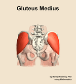 The gluteus medius muscle of the hip - orientation 5