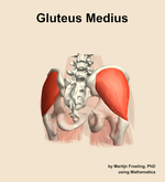 The gluteus medius muscle of the hip - orientation 6