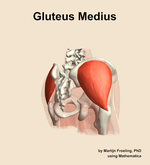 The gluteus medius muscle of the hip - orientation 7