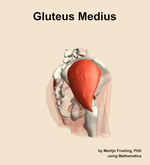 The gluteus medius muscle of the hip - orientation 8