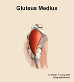 The gluteus medius muscle of the hip - orientation 9
