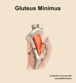 The gluteus minimus muscle of the hip - orientation 1