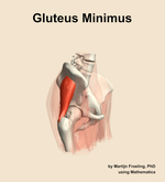 The gluteus minimus muscle of the hip - orientation 10