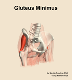 The gluteus minimus muscle of the hip - orientation 11