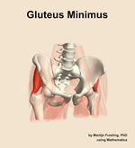 The gluteus minimus muscle of the hip - orientation 12
