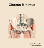 The gluteus minimus muscle of the hip - orientation 13