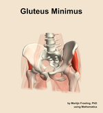 The gluteus minimus muscle of the hip - orientation 14