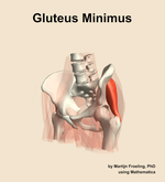 The gluteus minimus muscle of the hip - orientation 15